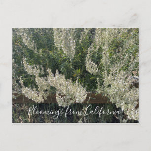 Bloomings uit Californië: White Sage Briefkaart