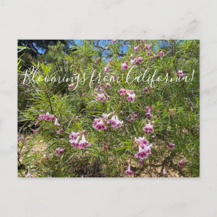 Bloomings uit Californië: Woestijnvrij Briefkaart