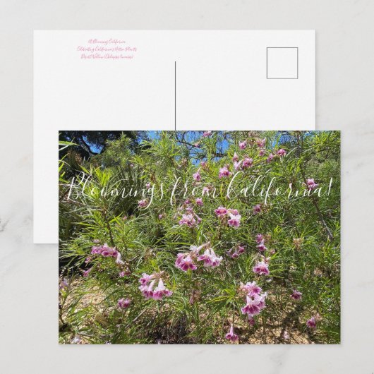 Bloomings uit Californië: woestijnwilde dieren Briefkaart (Voorkant / Achterkant)