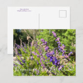 Bloomings uit Californië: Wooly Bluecurls Briefkaart (Voorkant / Achterkant)