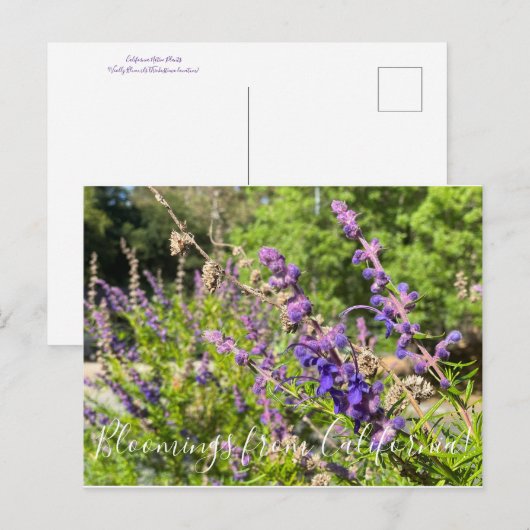 Bloomings uit Californië: Wooly Bluecurls Briefkaart (Voorkant / Achterkant)