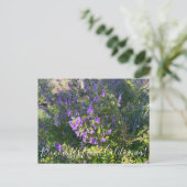 Bloomings uit Californië: Wooly Bluecurls Postca Briefkaart (Staand voorkant)