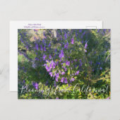 Bloomings uit Californië: Wooly Bluecurls Postca Briefkaart (Voorkant / Achterkant)