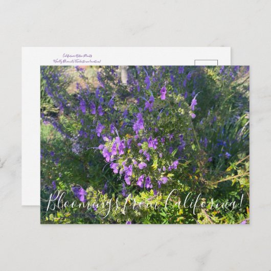 Bloomings uit Californië: Wooly Bluecurls Postca Briefkaart (Voorkant / Achterkant)