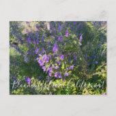 Bloomings uit Californië: Wooly Bluecurls Postca Briefkaart (Voorkant)