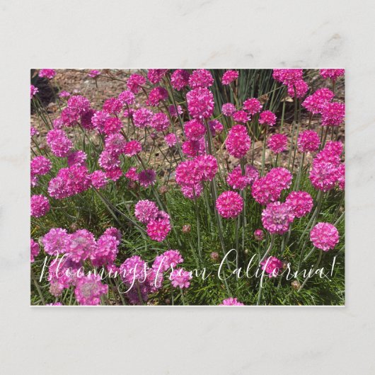 Bloomings uit Californië: Zee roze Briefkaart (Voorkant)