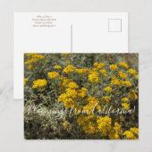 Bloomings uit Californië: Zonnebloem Briefkaart (Voorkant / Achterkant)