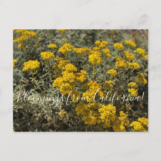 Bloomings uit Californië: Zonnebloem Briefkaart (Voorkant)