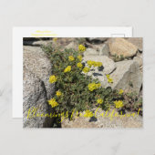 Bloomings uit Californië: Zwavel Boekweit Briefkaart (Voorkant / Achterkant)