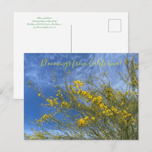 Bloomings uit het Californische woestijnmuseum Pal Briefkaart (Voorkant / Achterkant)