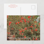 Bloomings uit Sunnyvale: California Fuchsia Briefkaart (Voorkant / Achterkant)