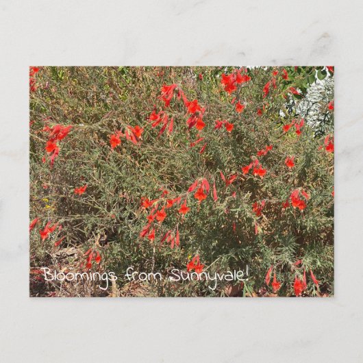 Bloomings uit Sunnyvale: California Fuchsia Briefkaart (Voorkant)