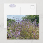 Bloomings uit Sunnyvale: Cleveland Sage Briefkaart (Voorkant / Achterkant)