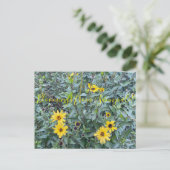 Bloomings uit Sunnyvale: Encelia californica Briefkaart (Staand voorkant)