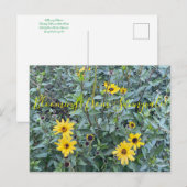 Bloomings uit Sunnyvale: Encelia californica Briefkaart (Voorkant / Achterkant)