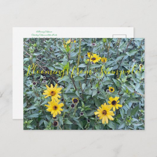 Bloomings uit Sunnyvale: Encelia californica Briefkaart (Voorkant / Achterkant)