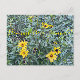 Bloomings uit Sunnyvale: Encelia californica Briefkaart