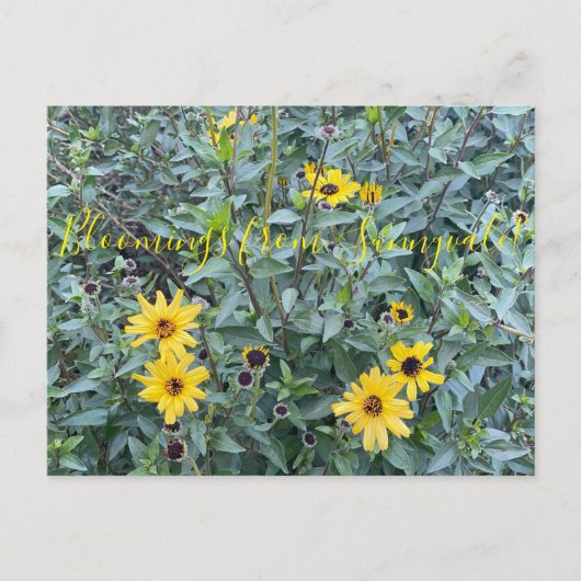 Bloomings uit Sunnyvale: Encelia californica Briefkaart (Voorkant)