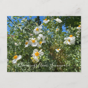 Bloomings uit Sunnyvale: Matilija Poppy Briefkaart