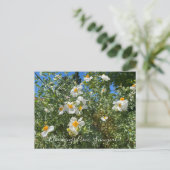 Bloomings uit Sunnyvale: Matilija Poppy Briefkaart (Staand voorkant)