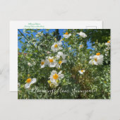 Bloomings uit Sunnyvale: Matilija Poppy Briefkaart (Voorkant / Achterkant)