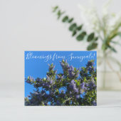 Bloomings uit Sunnyvale: Ray Hartman Ceanothus Briefkaart (Staand voorkant)