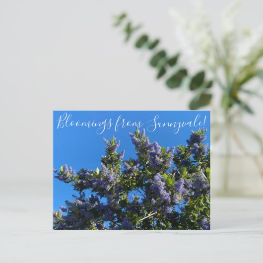 Bloomings uit Sunnyvale: Ray Hartman Ceanothus Briefkaart (Staand voorkant)