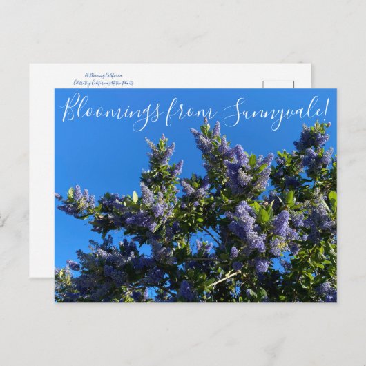 Bloomings uit Sunnyvale: Ray Hartman Ceanothus Briefkaart (Voorkant / Achterkant)