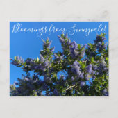 Bloomings uit Sunnyvale: Ray Hartman Ceanothus Briefkaart (Voorkant)
