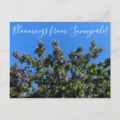 Bloomings uit Sunnyvale: Ray Hartman Ceanothus Briefkaart (Voorkant)