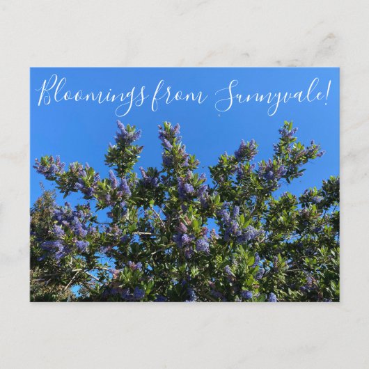 Bloomings uit Sunnyvale: Ray Hartman Ceanothus Briefkaart (Voorkant)