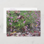Bloomings uit Sunnyvale: Verbena lilacina Briefkaart (Voorkant / Achterkant)