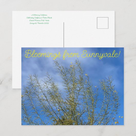 Bloomings uit Sunnyvale: Woestijnmuseum Palo Verde Briefkaart (Voorkant / Achterkant)