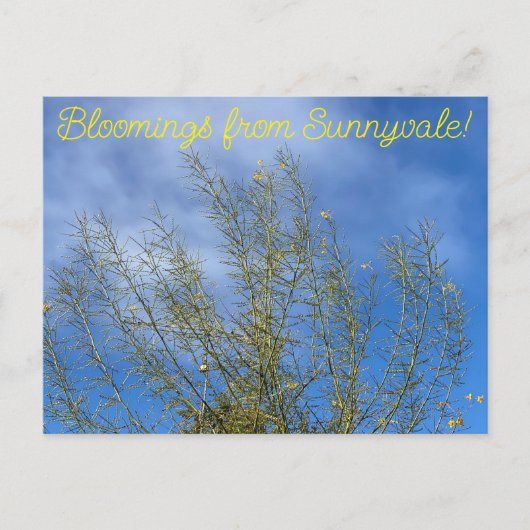 Bloomings uit Sunnyvale: Woestijnmuseum Palo Verde Briefkaart (Voorkant)