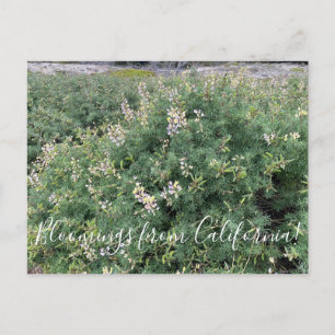 Bloomings van Californië: Kustlijn Struik Lupine Briefkaart