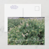 Bloomings van Californië: Kustlijn Struik Lupine Briefkaart (Voorkant / Achterkant)