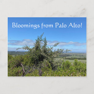 Bloomings van Palo Alto! Briefkaart