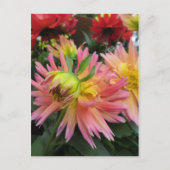 Bloomroze aanjager briefkaart (Voorkant)