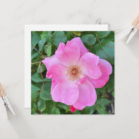 Bloomroze roze rozenbloem - Birthday Greeting Kaart (Voorkant / Achterkant in situ)