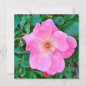 Bloomroze roze rozenbloem - Birthday Greeting Kaart (Voorkant)