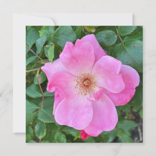 Bloomroze roze rozenbloem - Birthday Greeting Kaart (Voorkant)