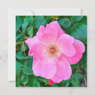Bloomroze roze rozenbloem - Birthday Greeting Kaart