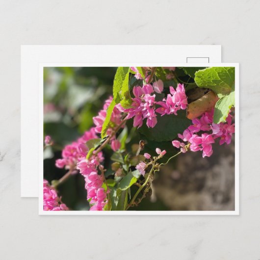 Blooms & Stings Briefkaart (Voorkant / Achterkant)