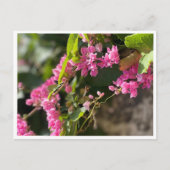 Blooms & Stings Briefkaart (Voorkant)