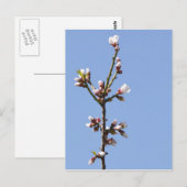 Blossom Branch Briefkaart (Voorkant / Achterkant)