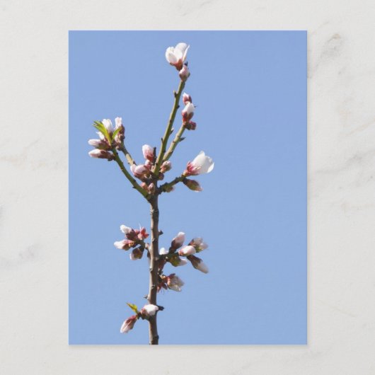 Blossom Branch Briefkaart (Voorkant)