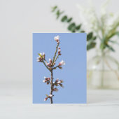 Blossom Branch Briefkaart (Staand voorkant)