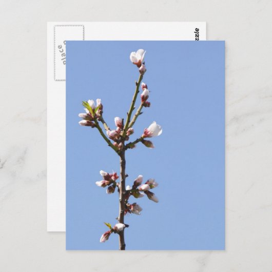 Blossom Branch Briefkaart (Voorkant / Achterkant)