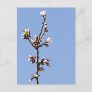 Blossom Branch Briefkaart