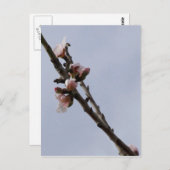 Blossom Briefkaart (Voorkant / Achterkant)